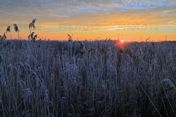 Common reed