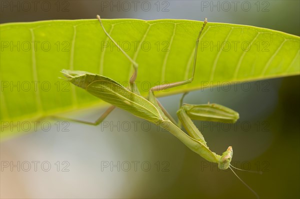 Praying mantis against a green background