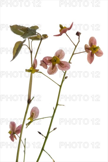 Blossoms of an elfin flower