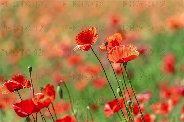 Poppies