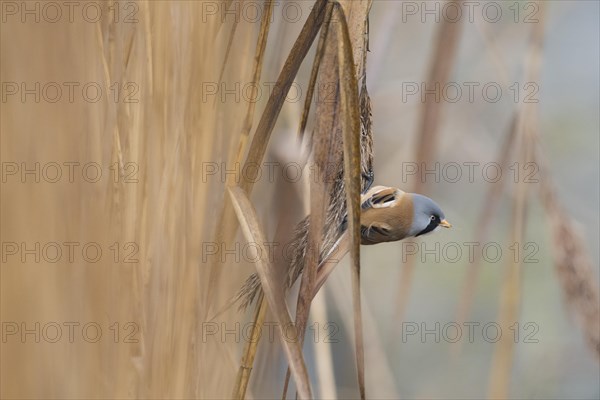 Bearded reedling