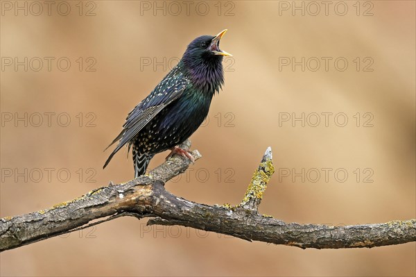 Starling