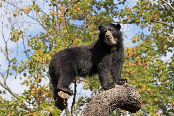 Spectacled bear