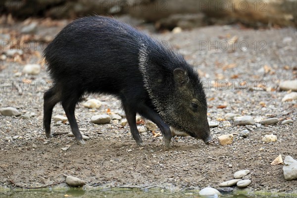 Collared Peccary