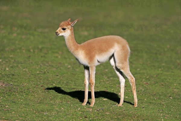 Vicuna