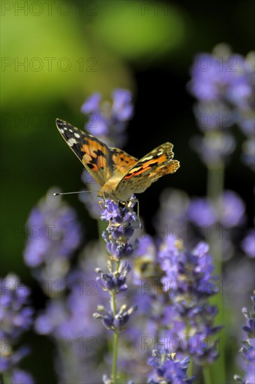 Thistle butterfly on lavender flower