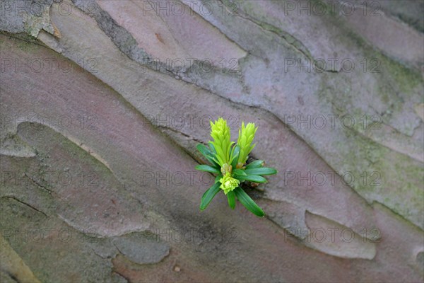 Leaf sprouts on the trunk of an old yew