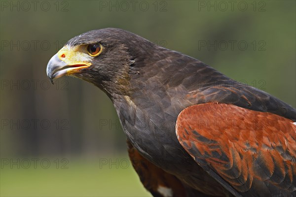 Harris's hawk