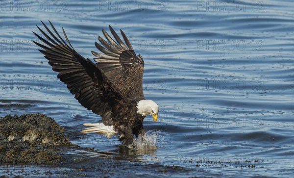 Adler fliegt mit einem Fisch in den Krallen auf dem Wasser