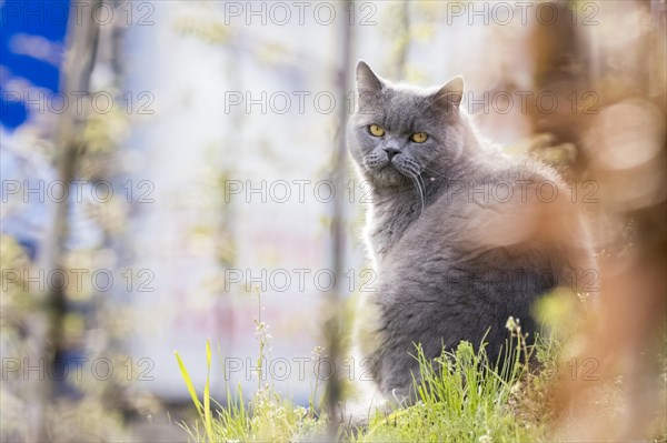 British Shorthair