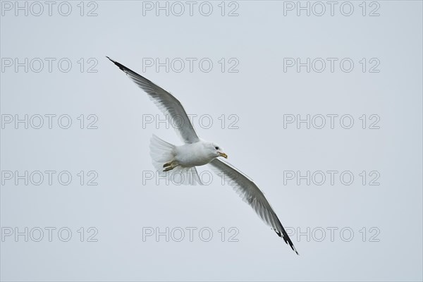 Common gull