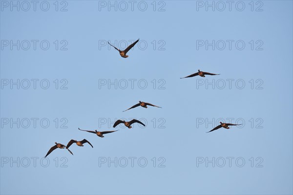 Greater white-fronted goose