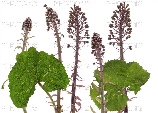 Flowers of a common butterbur