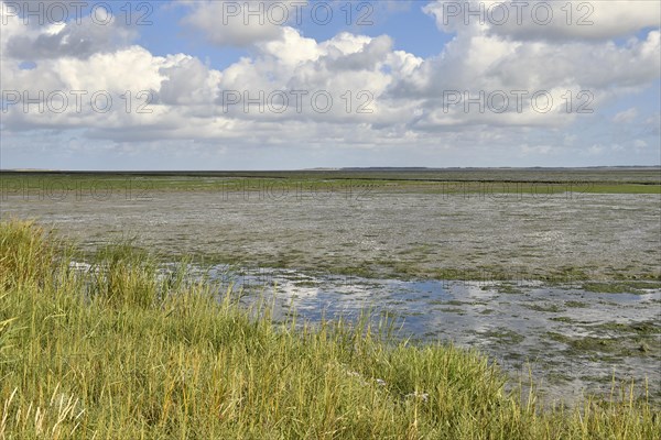 Salt marshes on the shore to the Wadden Sea
