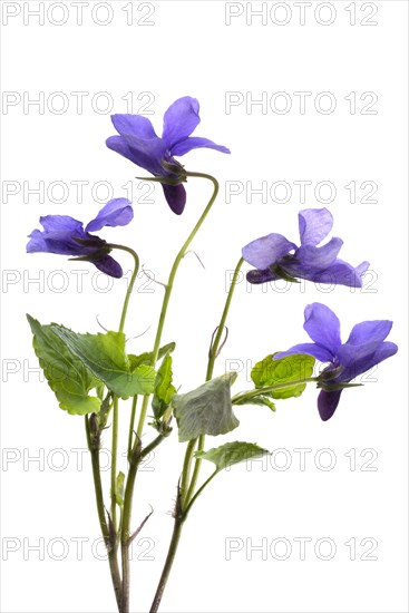 Wood violet