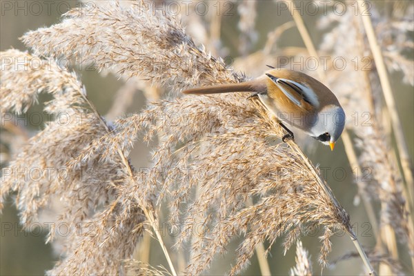 Bearded reedling