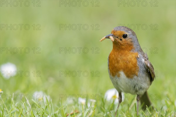 European robin