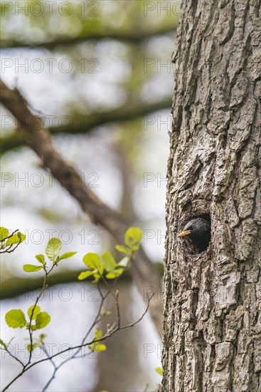 Starling