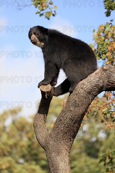 Spectacled bear