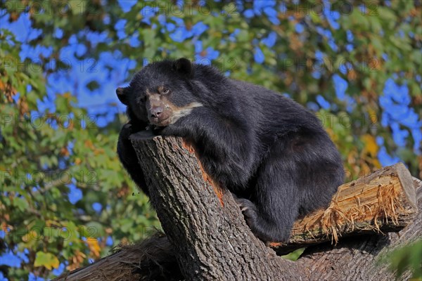 Spectacled bear