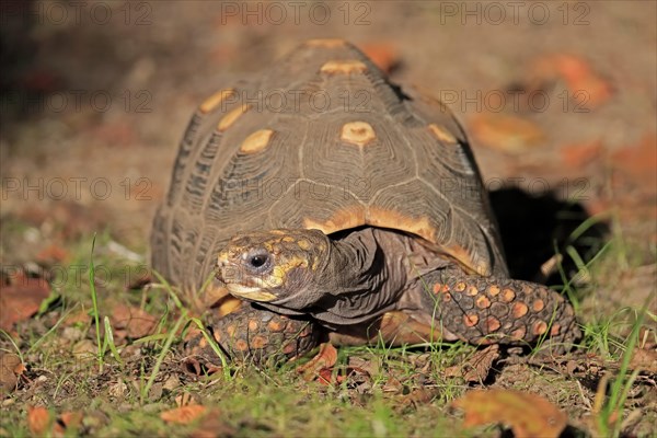 Red-footed tortoise