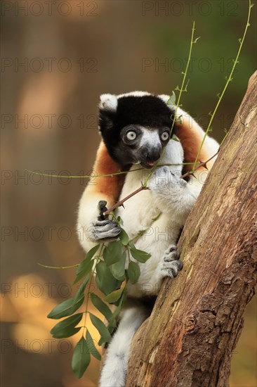 Crowned sifaka