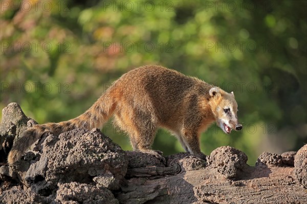 South American coati