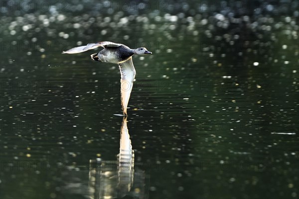 Gadwall