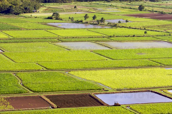 Hanalei valley and taro fields on kauai