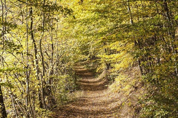 Path surrounded by yellow autumn leaves