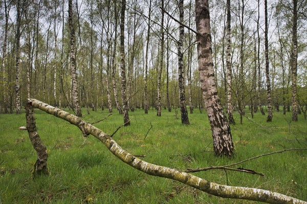 Birch forest