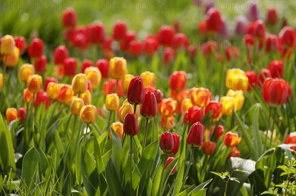 Tulips bloom