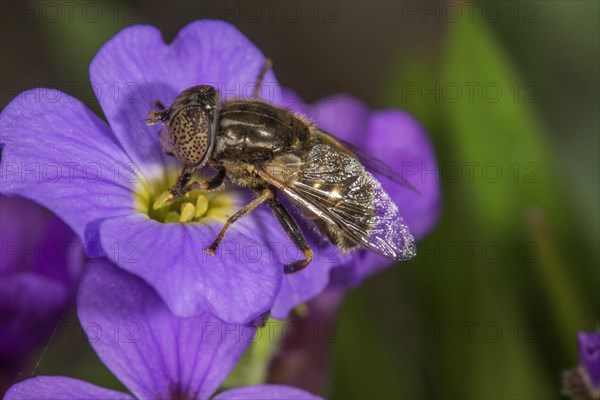 Eristalinus sepulchralis