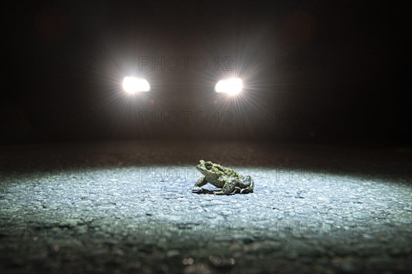 Common toad