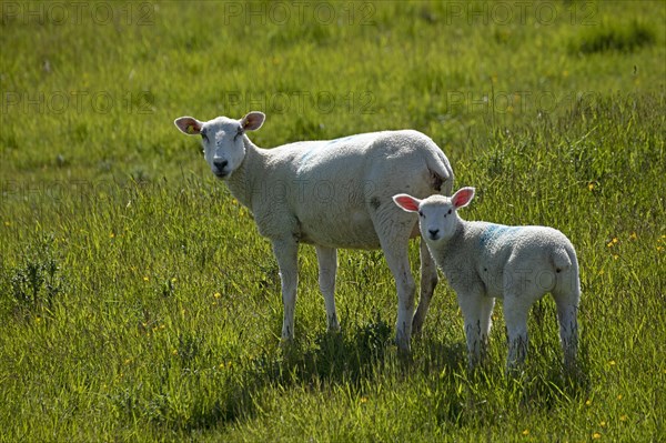 Ewe and lamb on the dike