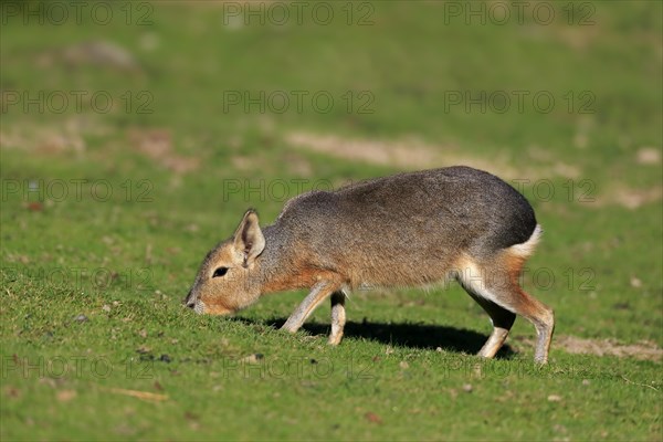 Patagonian Mara