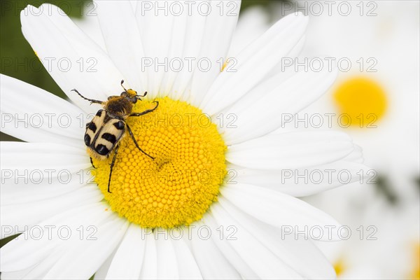 Bee beetle