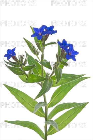 Flowers of a blue-red stone seed