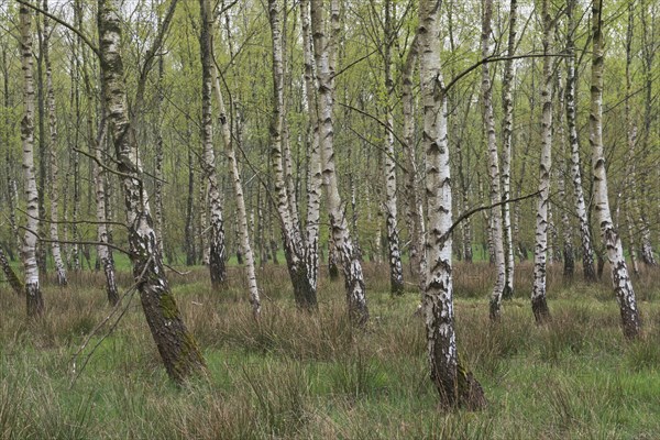 Birch forest