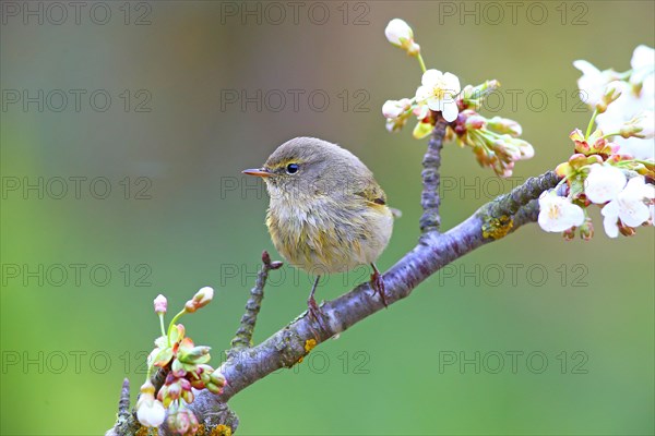 Common chiffchaff or