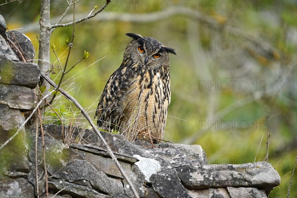 Eurasian eagle-owl