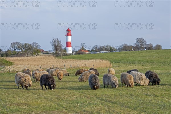 Norwegian sheep in front of lighthouse