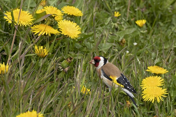 Goldfinch between dandelion