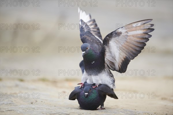 Feral pigeons