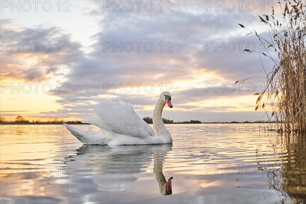 Mute swan