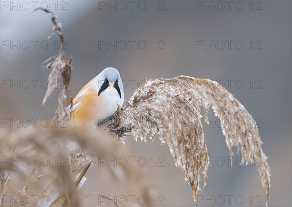 Bearded reedling