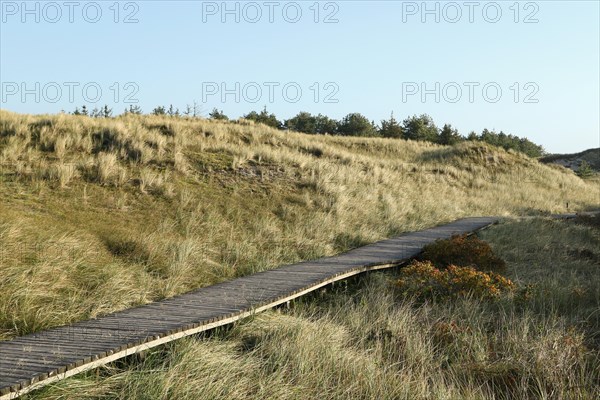 Wooden boardwalk at Kniepsand