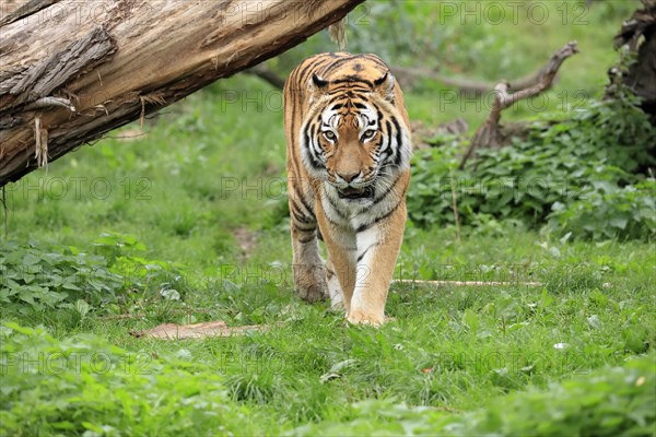 Siberian tiger