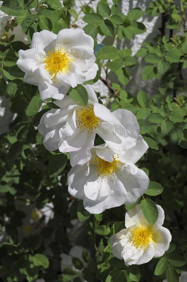 Dog rose