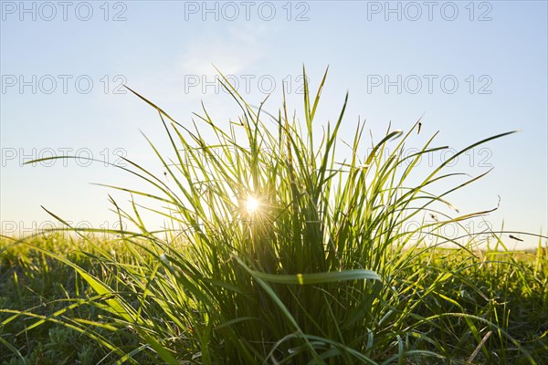 Grass tuft